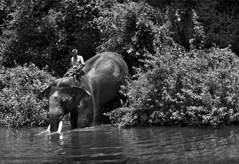 12_wwf.elephant.mahout.ogilvy&mather.blackandwhite.mudumalai.tigerreserve.india.jpg